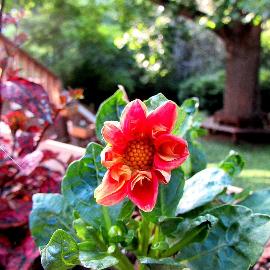 Red Leaf River Inn Waynesville Kültér fotó
